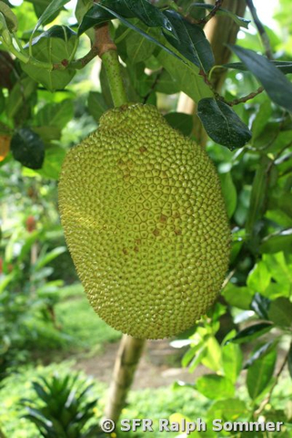 Jackfrucht in Ecuador