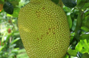Jackfrucht in Ecuador