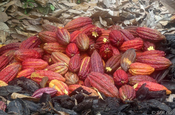 Kakaofrüchte frisch geerntet in Ecuador