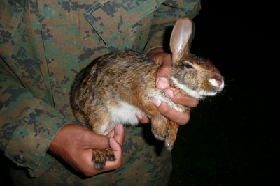 Kurzohr Kaninchen Lagidium Ahuacaense in Ecuador