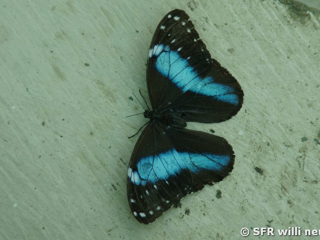 Morpho-Schmetterling
