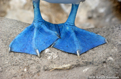 Blaufusstölpel Sula nebouxii Fuesse Galapagos
