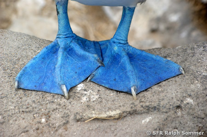 Blaufusstölpel Sula nebouxii Fuesse Galapagos