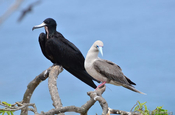 Fregattvogel Rotfusstoelpel in Ecuador