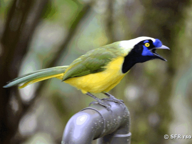 Inca Jay