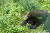 Jaguarundi sich saeubernd in Ecuador