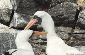 Maskentölpel Sula dactylatra Paar Flirt Espanola Galapagos