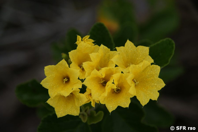 Muyuyo Cordia Lutea Blüten auf Isabela Galapagos