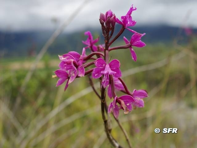 Epidendrum Quitnsium Orchidee