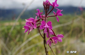 Epidendrum Quitnsium Orchidee