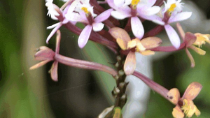 Orchidee