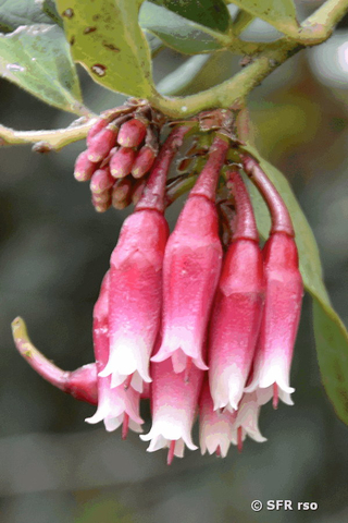 Psammisia roseiflora in Ecuador