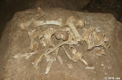 Tierknochen in Los Tuneles, Galapagos