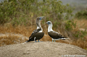 Blaufusstoelpelpaar auf Isla de la Plata in Ecuador