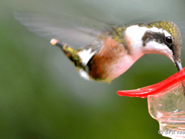 Kolibri (white bellied woodstar)
