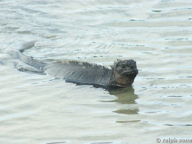 Schwimmende Meerechse am Turtle Bay, Galapagos