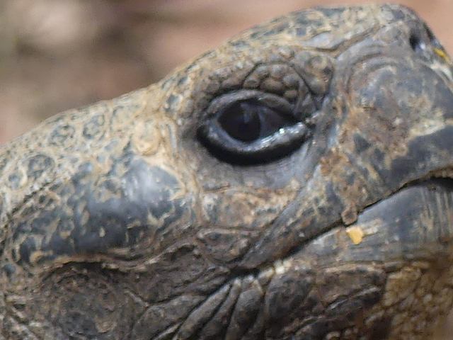 Schildkroete-Kopf-Galapagos