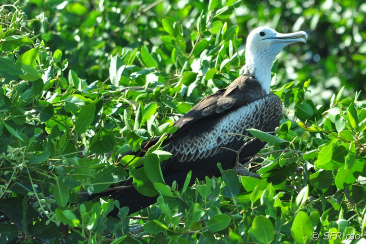 Fregattvogel Jungvogel auf Baum in Ecuador