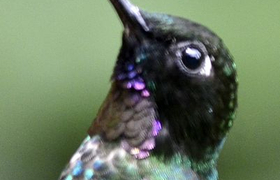 Kolibri (tourmaline sunangel)
