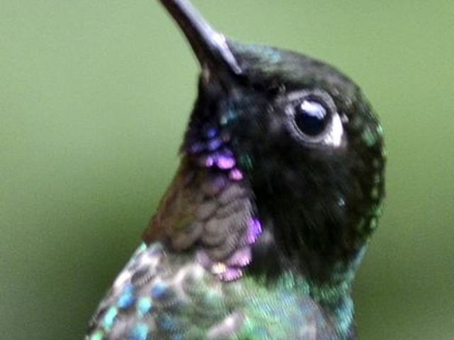 Kolibri (tourmaline sunangel)