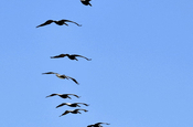 Pelikan Flugformation in Ecuador
