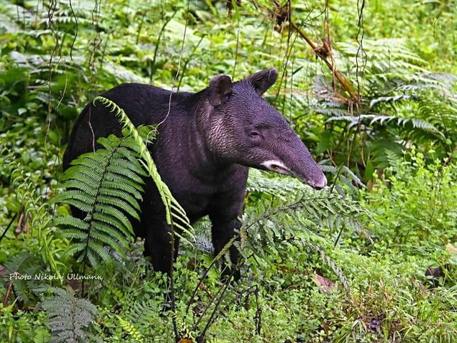 Tapir Cabanas San Isidro Ecuador