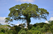 Kapokbaum am Río Napo, Ecuador