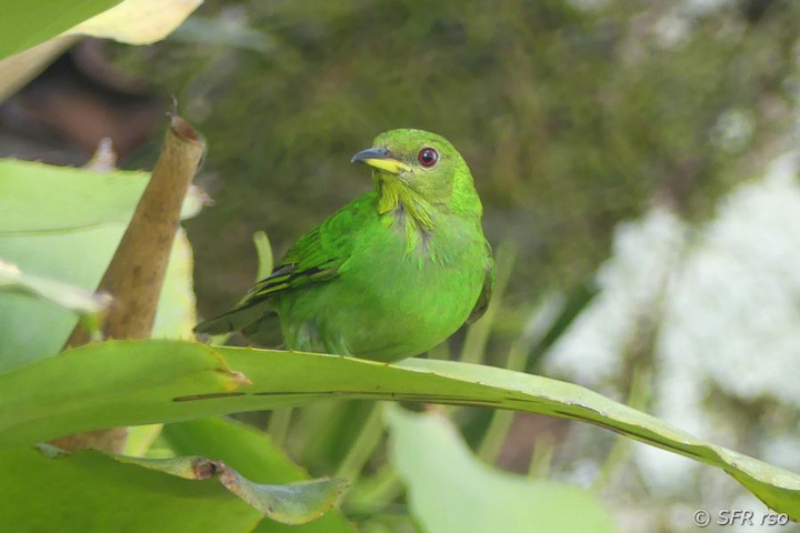 Kappennaschvogel in Ecuador