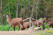 Lamas in Ingaprica, Ecuador