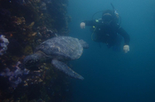 Taucher mit Meeresschildkröte vor den Galápagos Inseln