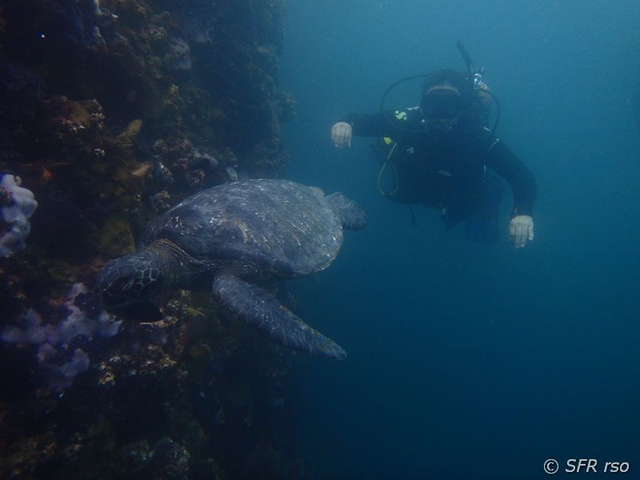 Taucher mit Meeresschildkröte vor den Galápagos Inseln
