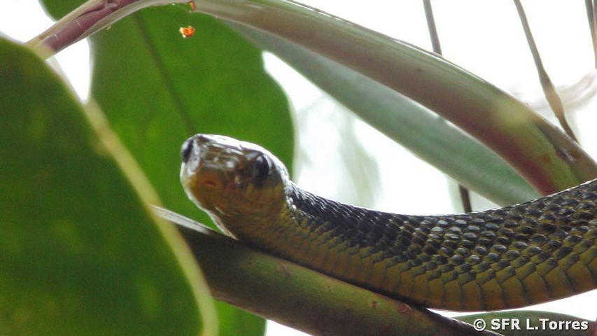 Pseustes Sulphureus Giant bird snake in Ecuador