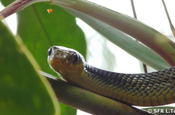 Pseustes Sulphureus Giant bird snake in Ecuador