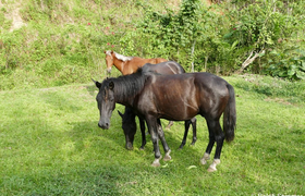 Pferde Finca Naturalandia