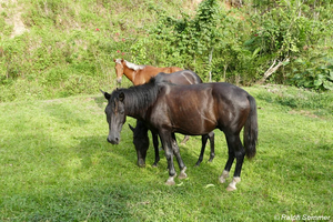 Pferde Finca Naturalandia