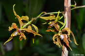 Oncidium sphacelatum im botanischem Garten, Ecuador