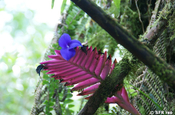 Tillandsia cyanea blaue Tillandsie in Ecuador