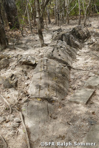 Versteinerter Gigantenbaumstamm im Puyango Nationalpark, Ecuador