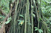 Pambil Wurzeln in Ecuador
