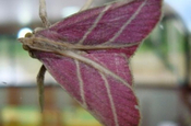 Saturniidae Motte Othorene purpurascens in Ecuador