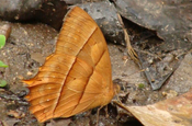 Schmetterling braun Pieridae in Ecuador