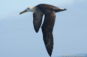 Albatros Phoebastria irrorata diomedea irrorata im Flug Galapagos
