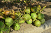 Kokosnüsse geerntet in Ecuador