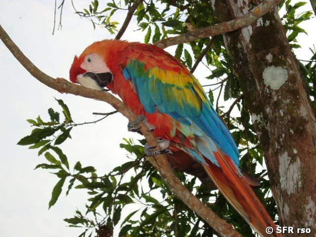 Papagei (scarlet macaw)