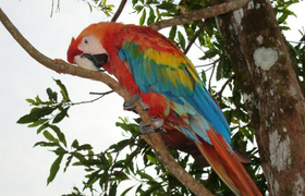Papagei (scarlet macaw)