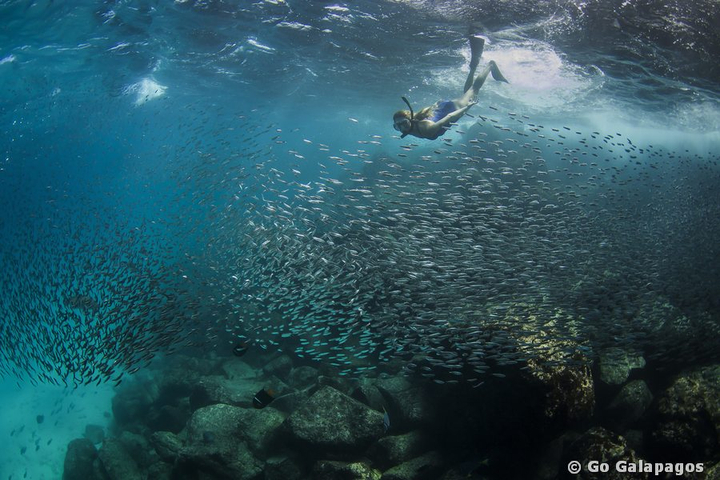 Schnorcheln mit Fischschwarm auf Galápagos