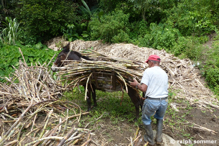 Abladen von Zuckerrohr in Ecuador