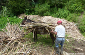 Abladen von Zuckerrohr in Ecuador