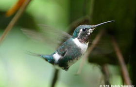 Kolibri