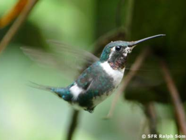 Kolibri